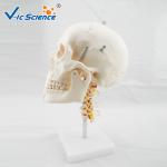 Medical Science Anatomical Skeleton Model Skull With Cervical Spine VIC-135