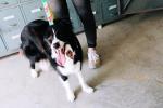 3.66m 12 Foot Anti Pull Dog Leash No Pull Lead For Dogs