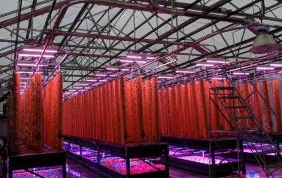 Green House Waterproof LED Grow Lights Replacing HPS And HID 3 Years Warranty