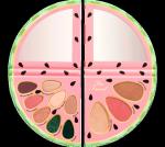 Reusable 11 Wells Watermelon Slice Cosmetic Eyeshadow Palette