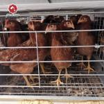 H Type Chicken Layer Battery Cage Poultry Farm Equipment Automatic 10 Tiers