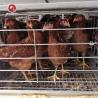 Buy cheap Durable Medium Broiler Cage For Little Chick Management from wholesalers