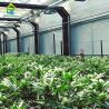 Buy cheap Full Bloom Light Deprivation Greenhouse Automated Interior Blackout Greenhouses from wholesalers