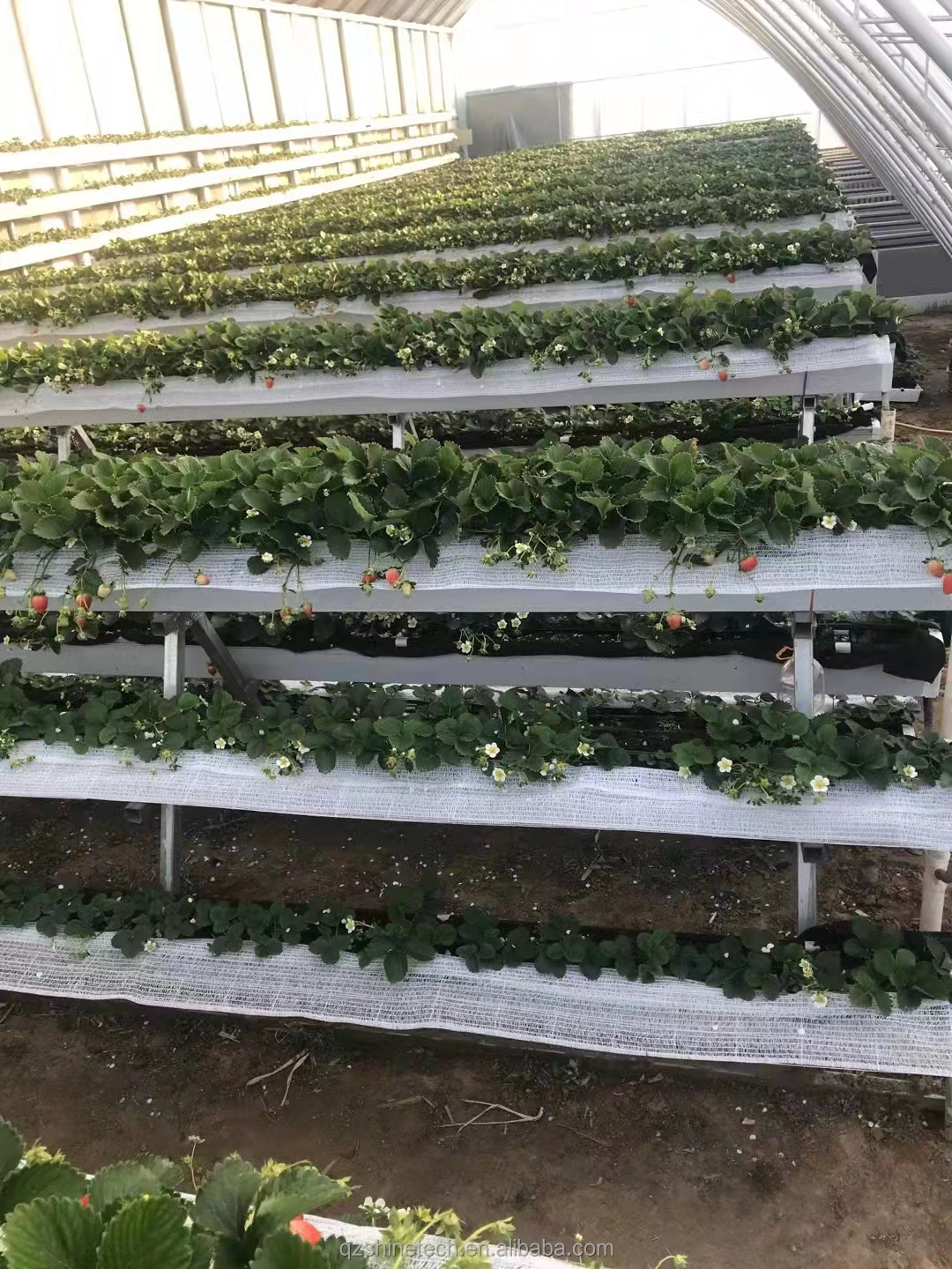 Single Layer Brick Wall Solar Greenhouses 8m-16m Width With Insulation Blanket