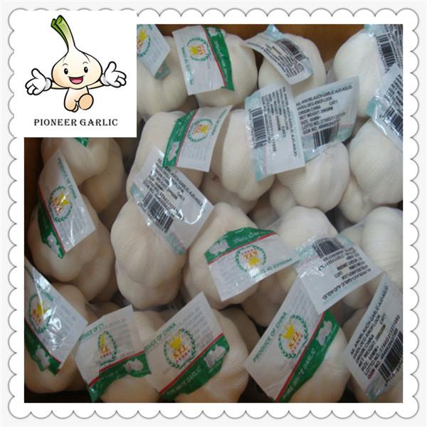 Buy cheap Fresh Garlic Global Foods health against cancer new crop fresh garlic from wholesalers