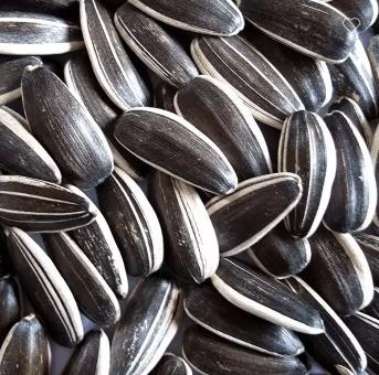 Buy cheap Delicious Sunflower Seeds 5009 for Your Snacking Pleasure from wholesalers