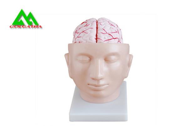 Buy cheap Human Head Section Medical Teaching Models Eco Friendly Allergy Free from wholesalers
