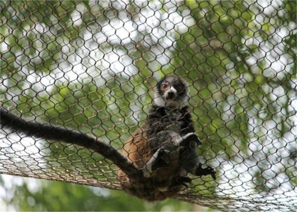 Buy cheap Ss304 Flexible Zoo 150x150mm Stainless Steel Webnet To Monkey Tiger Cage from wholesalers