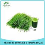 High Quality Green barley grass juice powder
