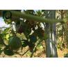 Buy cheap Durable Orchard Poles For Kiwi Fruit Plant Provide Matched Wire Connector from wholesalers
