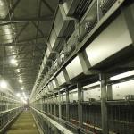 Galvanized Steel A Cage For Poultry , Automatic Ladder Layer Chicken Cage