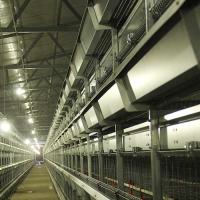 Buy cheap Galvanized Steel A Cage For Poultry , Automatic Ladder Layer Chicken Cage product