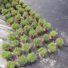 Buy cheap 120gsm Black Polypropylene Ground Cover Anti Weed PP Woven Ground Cover Fabric from wholesalers
