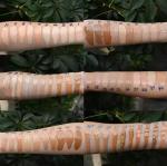 OEM / ODM Hot Selling 100 Shades Foundation Lightweight Organic Vegan Makeup