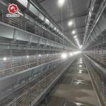 136 Birds/Set Chick Rearing Cage