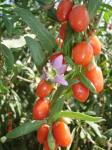 2017 New Corp Organic Goji Berries Manufacturer For Wholesale