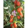 Buy cheap 2017 New Corp Organic Goji Berries Manufacturer For Wholesale from wholesalers