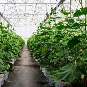 Buy cheap Double-Arch Pepper and Flower Hydroponic Greenhouse with Multi Span Roofing Shape from wholesalers