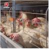 Buy cheap Hot-dip Galvanized Layer Hen Cage System For Poultry Farming from wholesalers