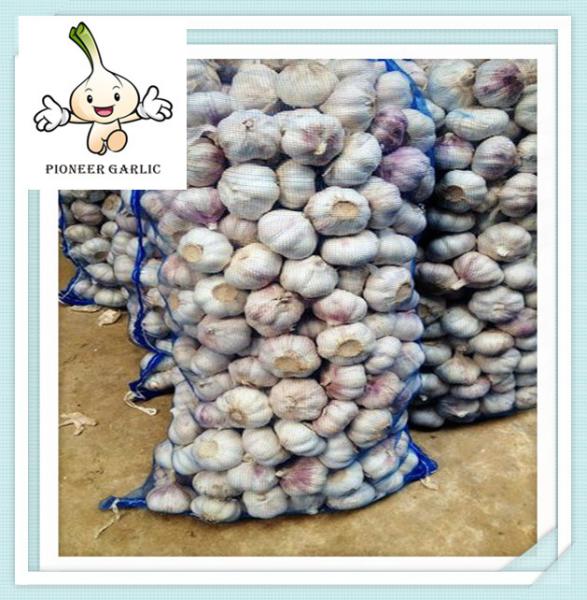 Buy cheap Vegetable export Garlic fresh ginger garlic white garlic 2016 Garlic of fresh white garlic from wholesalers