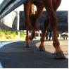 Buy cheap 24mm Horse Walker Matting For Stable Walkways And Horse Walker from wholesalers