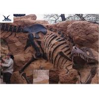 Buy cheap Handmade Museum Dinosaur Skeleton Replica For Outdoor Decoration Warranty 1 Year product