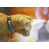 Buy cheap Comfortable Extra Small Safe Cat Collars Bobby Cat Collar from wholesalers