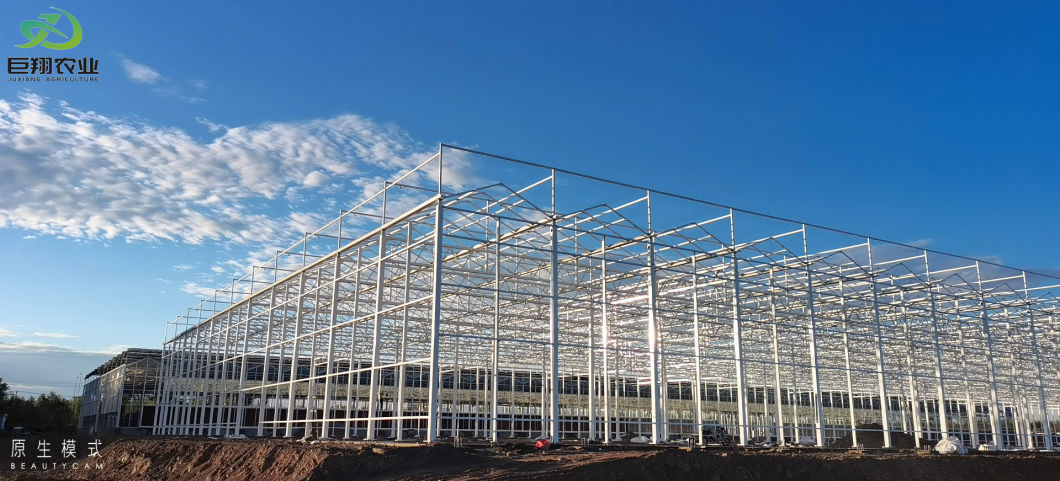 Juxiang Agricultural Nft Hydroponics System Glass Greenhouse for Vegetable