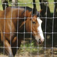 Buy cheap Eco Friendly Fixed Knot Deer Fence , Farm Guard Field Fence ISO9001 Certificated product