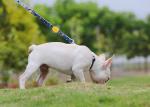 6.5ft 2m Anti Pull Dog Leash Harness Combo For Small Dogs