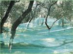 Anti Uv Green Hdpe Shade Net Knitted Raschel Netting 90gsm - 100gsm