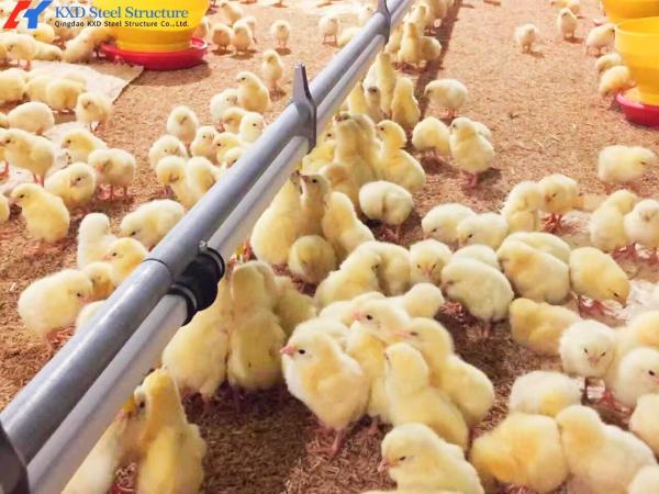 Buy cheap Large Poultry Farm Building Structure Customized Steel Chicken Shed from wholesalers