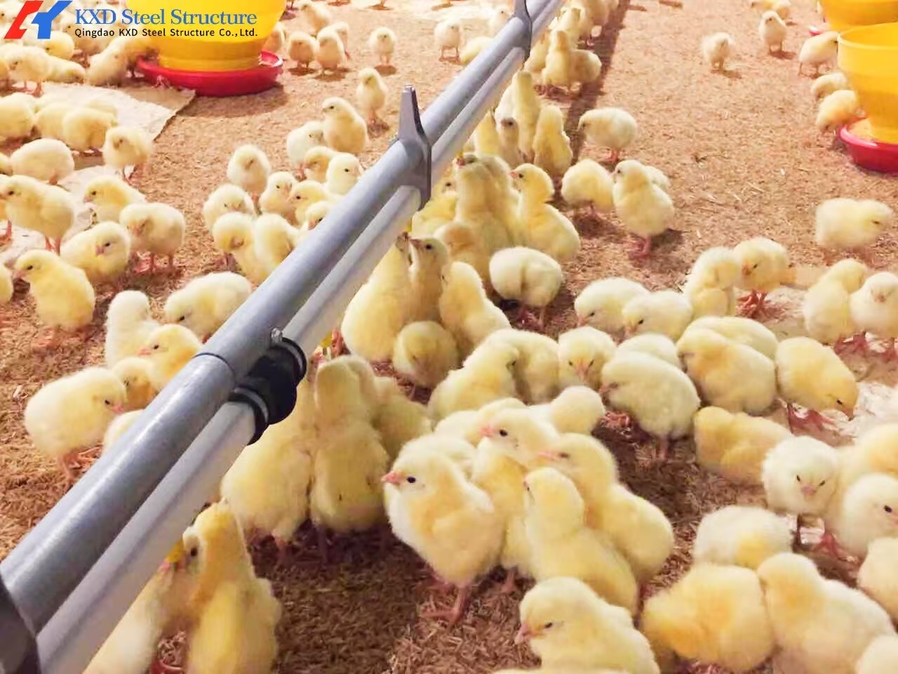 Customized Steel Chicken Farm , Light Steel Frame Farm Buildings