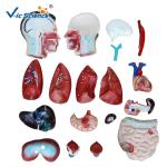 Full Size Human Torso Model 85cm Man Torso 19 Parts Oem Service