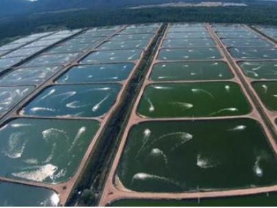 0.3mm 0.5mm 0.75mm Shrimp Farm Liner Geomembranes for Fish Breeding and Landfill Liner