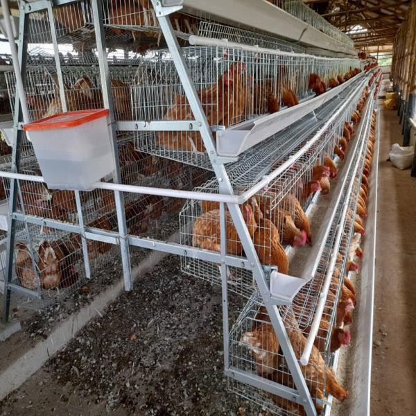 Buy cheap Q235A Egg Layer Chicken Cages For 5000 Birds Poultry Layer Farming Equipment from wholesalers