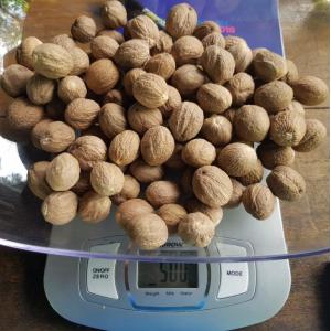 Nutmeg Myristica Fragrans With Or Without Shell From Indonesia