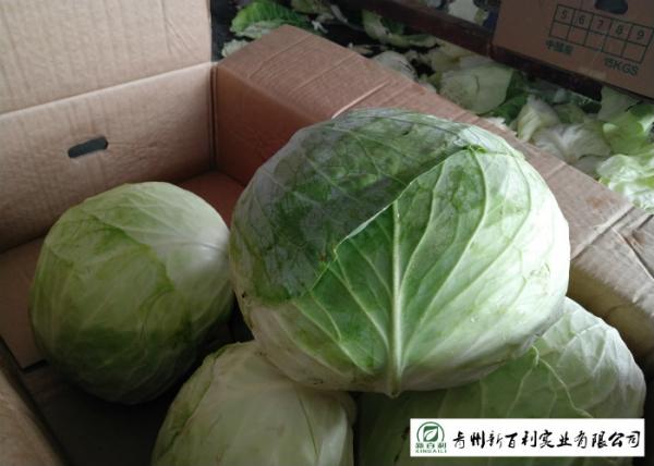 Buy cheap No Pollution Organic Green Cabbage Rich In Vitamin C Apply To Wholesaler from wholesalers
