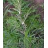 Buy cheap Nettle P.E. silica1%; 10:1, 100% natural , Fight urinary tract infection, 100% natural high quality, Shaanxi Yongyuan from wholesalers