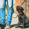 Buy cheap Non Slip Handle Nylon Dog Harness Leash With Rose Gold Carabiner 6ft Strong Climbing Rope from wholesalers
