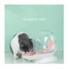 Buy cheap Eco Friendly Pet Feeders Automatic Cat Water Bowl Filter 2.8L OEM from wholesalers