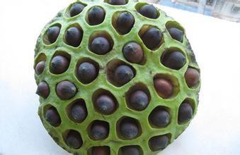 Buy cheap Lotus seed Extract 10:1 TLC Stand against insomnia, 100% natural ingredients or healthcare, Chinese manufacturer from wholesalers