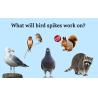 Buy cheap Spikes for birds animal stainless steel bird spikes window sills from wholesalers