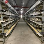 Hot Dipped Broiler H Type Chicken Cage Full Automatic