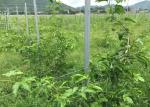 C Type Metal Line Vineyard Posts 120gr/M2 Easy To Recycle Corrosion Resistance