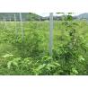 Buy cheap C Type Metal Line Vineyard Posts 120gr/M2 Easy To Recycle Corrosion Resistance from wholesalers
