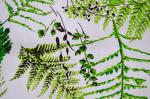 130x70 Fine Printed Cotton Canvas / Twill Cotton Fabric For Garment