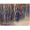 Buy cheap The Factory Price Small Multi-Purpose Lawn Sugarcane Harvester for Cutting Machine, from wholesalers