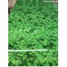 Buy cheap Wall Decoration Pre Painted Aluminum Sheet SMP Coating Customized Pattern Printing from wholesalers
