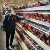 Buy cheap A Shape Battery Chicken Cage With Full Automatic System Chicken Farm from wholesalers